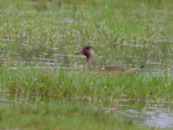 Amazonetaling (Amazonetta brasiliensis)